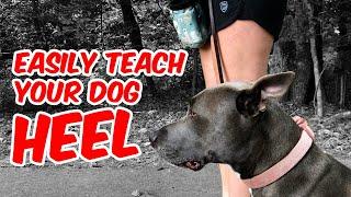 How To Easily Teach Your Dog Heel (No e-Collar)