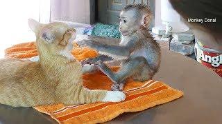 Baby monkey Donal Very Friendly With Kitten Cat