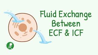Fluid Exchange Between Intracellular & Extracellular Fluid | Osmotic Equilibrium | Cell Volume