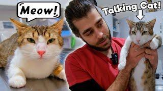 BU KEDİ KONUŞUYOR!  ( Sizce Ne Anlatıyor? ) #TheVet