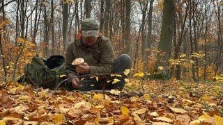 Дощ ️ в листопаді то вже не в червні..білі гриби ‍🟫 трудові гриби! Вітер  дах зносить