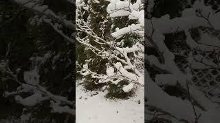 ️Зимовий АРМРЕСЛІНГ ВДОМА #sula4 #дядько_сергій #тренуваннявдома #армреслінг #тренування