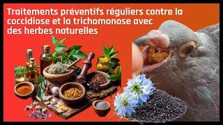 Preventive treatments against coccidiosis and trichomoniasis with natural herbs