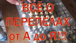 Всё о перепелах!Перепела от А до Я!Советы начинающим.