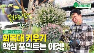 외목대 키우기, 셀릭스 가지치기 핵심 포인트는 이것! how to make a Topiary plants