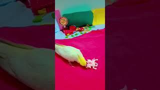 Vavachu 100sub