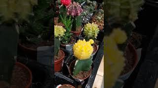 Магазинные "чупа-чупсы" в бутонах #cactus #кактус #succulents #gymnocalycium