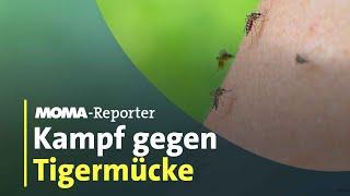 Kampf gegen gefährliche Tigermücke | ARD-Morgenmagazin