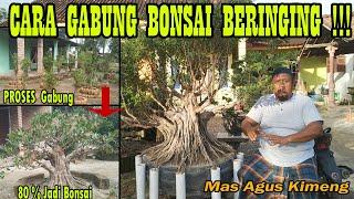 Cara Membuat Gabungan Bonsai Beringin Kimeng Juara Ala Mas Agus Bag 2