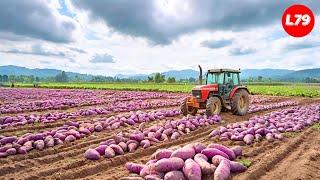 SHOCHU ALCOHOL Making Process From Sweet Potato in Winery - Processing Factory