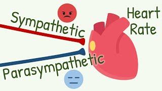 Effect of Parasympathetic and Sympathetic Activation on SA Node || Autonomic Control of Heart Rate