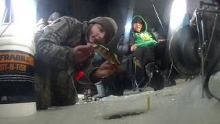 Catching Giant Perch