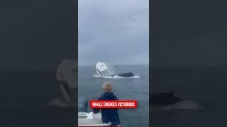 Fishermen Clash with Whale Off New Hampshire Coast, Whale Wins