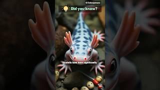 Axolotls have been significantly used in scientific research...