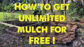 How to get unlimited mulch for free.  #permaculturelife #andrethefarmer #permaculture #foodforest