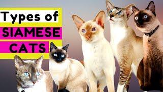 10  TYPES of SIAMESE CATS - Which Type Should You Choose?