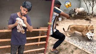 Lion Attacked On Our RabbitBht Dukh Hoa