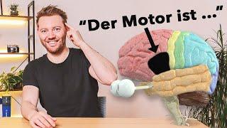 Anatomie: Die 3 besten Merksprüche fürs Gehirn