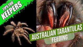 The weird way your tarantula eats and how to feed it | Australian Tarantula Keepers Series