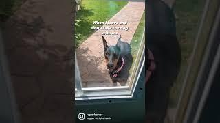 What it’s like to own a dog #doberman #dobermanpinscher #doglife