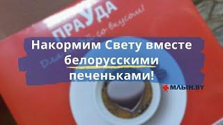 «Минская правда» отправила упаковку сладкого подарка Тихановской и объявила флешмоб
