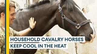 How the Household Cavalry is keeping its horses cool during the heatwave