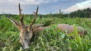 Jagderfolg auf der großen Wiese - Polen Bockjagd