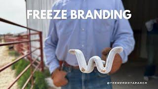 How to Freeze Brand a horse. #horse #ranch #branding