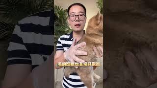 夏天的柴犬还贵吗#柴犬 #萌宠出道计划 #柴犬犬舍 #杭州柴犬 #萌宠