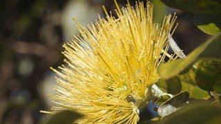 The Ohia: The Story of Hawaii’s Tree