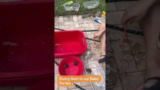 How to Giving Bath to our Baby Turtles #shorts