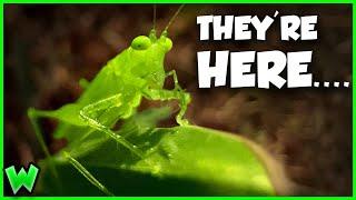 STRANGE ALIEN KATYDID FOUND! Do They Come In Peace?