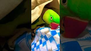 Raw parrot | Parrot talking | Parrot talking mummy #shorts #parrot