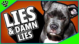 Cutting Through the Myths About Pit Bulls: Facts About These Misunderstood Dogs 101