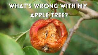 What's Wrong with My Apple Tree? | Apple Tree Care Tips