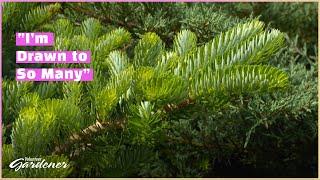 Conifers: Providing Color and Structure | Volunteer Gardener