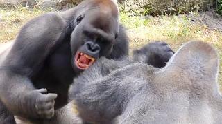 Gorillas Playing 2 FYV #gorilla