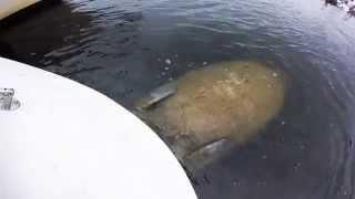 Manatease