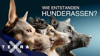 Warum gibt es Hunderassen? | Terra X