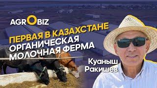 Органическое молоко в Казахстане: породы КРС, генетика, уход и сертификация | ТОО Енбек