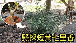 【盆栽日記】野採路邊短葉七里香 Picking Murraya paniculata by the roadside | 初心者的簡單盆栽