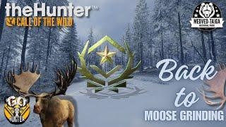 Back To Moose Grinding | Medved Taiga