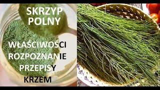 Skrzyp polny - rozpoznanie, zbiór, przepisy, właściwości, gatunki + o krzemie w diecie-organizmie