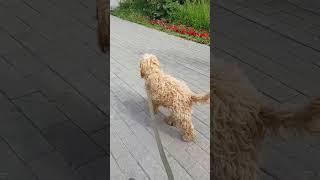 малыш Чаплин первый раз в городе на социализации #dog #doghandler_LU  #cockapoo #dog #кинолог