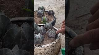 Thuốc trị muội hoa xương rồng #canhphong #trunquecanhphong #trangtraicanhphong #nongdan2k7
