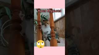 Про Кисю Мурысю