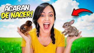 New Animals Are Born at La Finquita Bonita  Sandra Cires Vlog