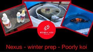 Eden koi pond - Winter prep, Nexus deep clean, Treating ulcer on poorly Hi-Utsuri & new cover.