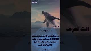كراكيب انت تعرف !! الحوت الازرق