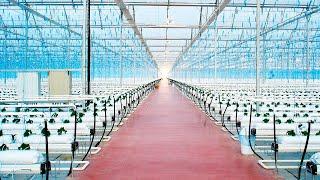 Greenhouses & Technology Projects | NOVAGRIC